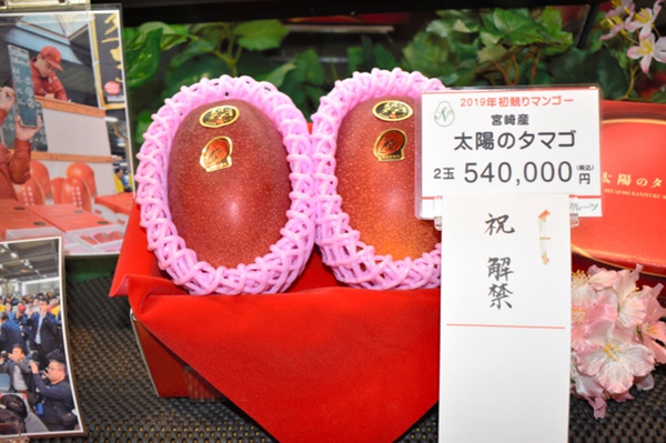 天價！日本宮崎縣芒果“太陽之子”2個賣出50萬日元（圖片來源：朝日新聞網站）