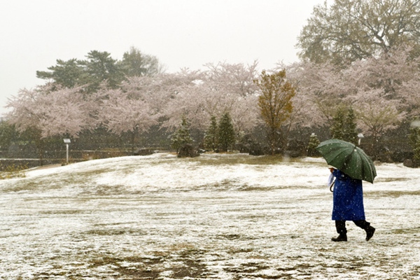 東日本地區迎來大降溫 多地出現降雪天氣（圖片來源：朝日新聞網站）