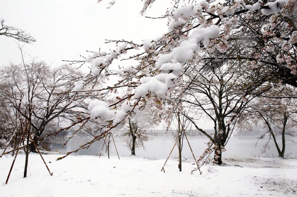 東日本地區迎來大降溫 多地出現降雪天氣（圖片來源：朝日新聞網站）