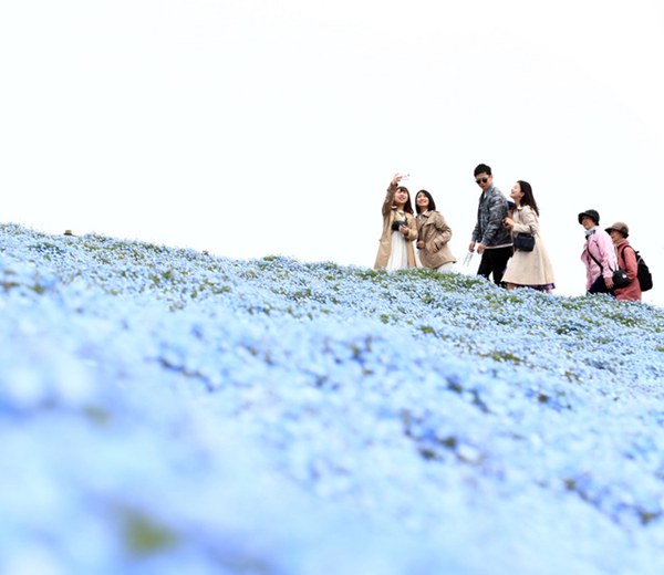 日本茨城450萬株喜林草開花 藍色花海美如絕景（圖片來源：朝日新聞網站）