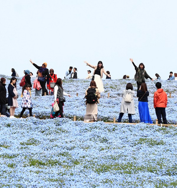日本茨城450萬株喜林草開花 藍色花海美如絕景（圖片來源：朝日新聞網站）