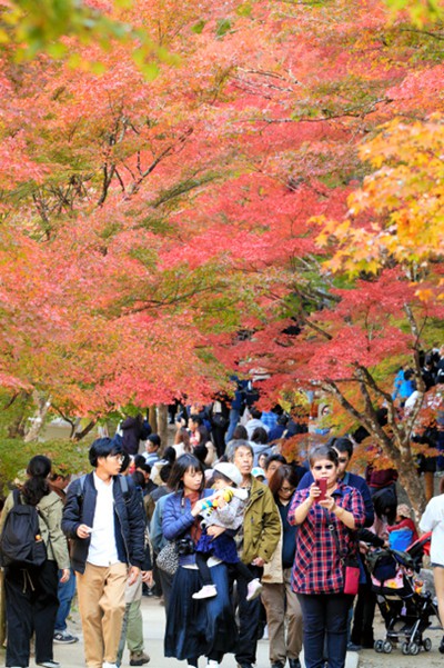 日本箱根大涌谷迎來紅葉最佳觀賞期（圖片來源：朝日新聞網站）