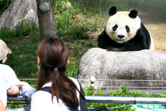 上野动物园有望在香香3岁生日前重新开园