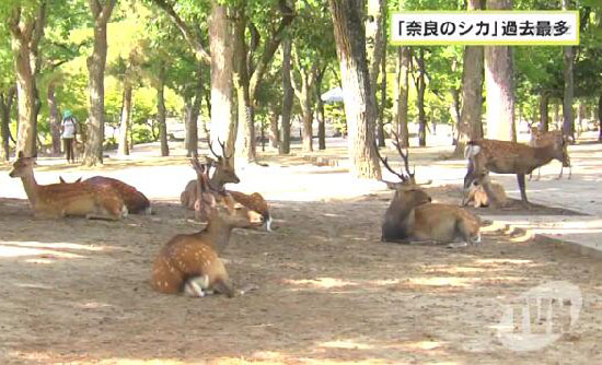 奈良小鹿饿肚子？