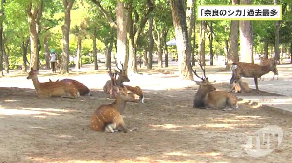 奈良小鹿數量大減