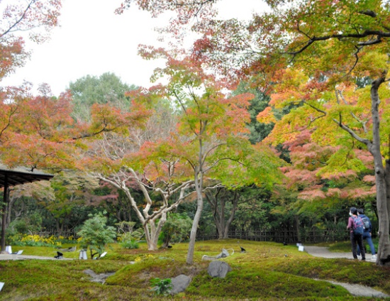 大阪万博纪念公园“红叶节”开幕 红叶与日式庭院交相辉映