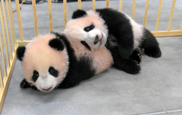 上野动物园发布双胞胎大熊猫最新萌照体重已近10公斤