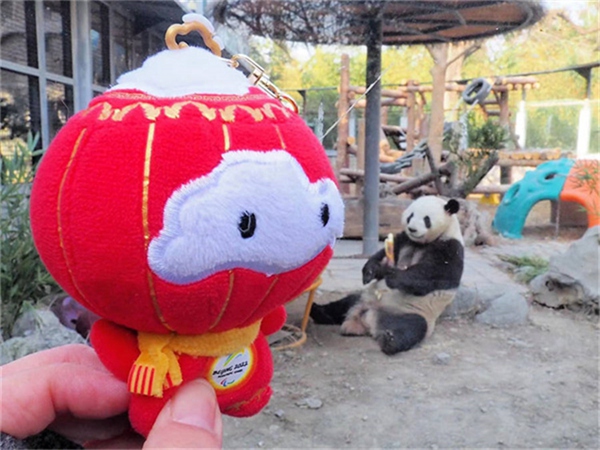 《旅行雪容融》北京動物園熊貓館篇。受訪者供圖