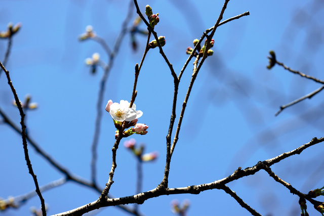 去年春天，東京都內最先開放的染井吉野櫻。(圖片來源：《朝日新聞》)