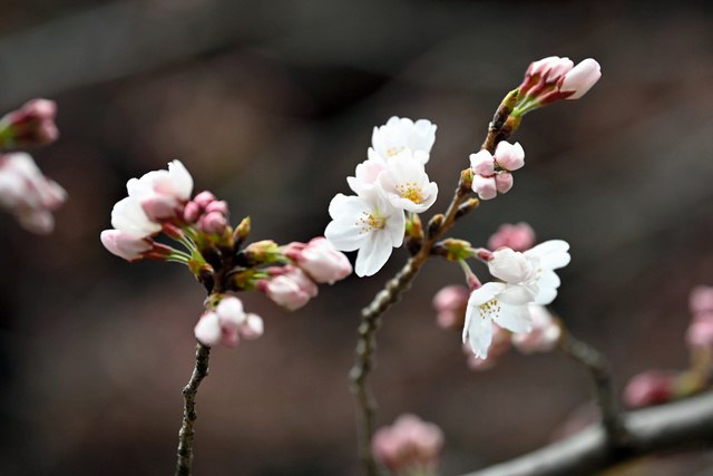 東京都心的染井吉野櫻開花。（圖片來源：《朝日新聞》）