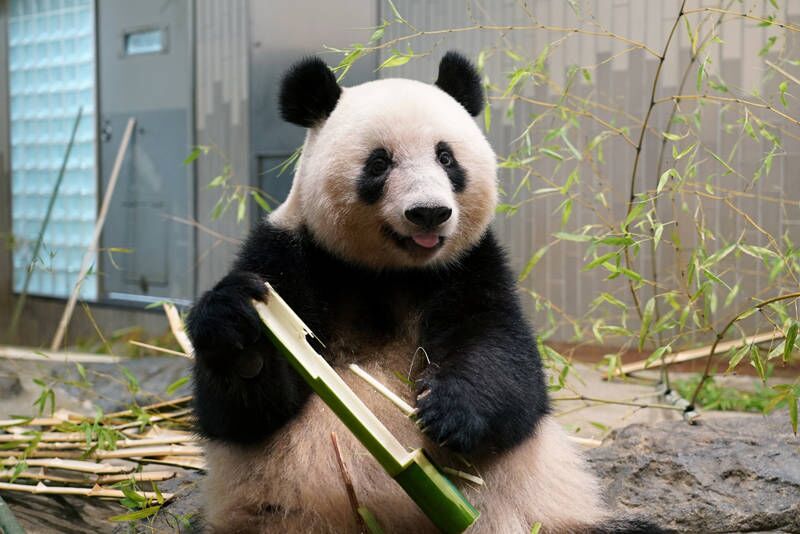 旅日大熊猫“香香”回国前在上野动物园与游客依依惜别