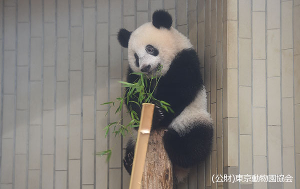 2018年7月23日拍摄1岁零1个月，香香可以很好地吃竹子了。