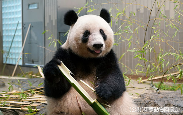 2021年6月21日拍摄4岁的香香，体重达到90公斤。虽然比母亲真真体格小，但与成年熊猫基本相当。