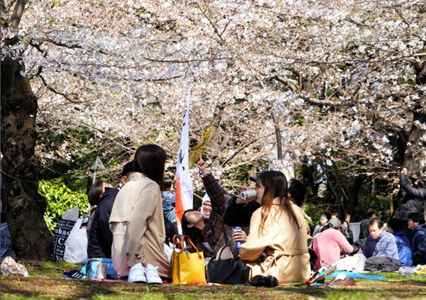 東京上野公園聚餐賞櫻的景象時隔3年再現