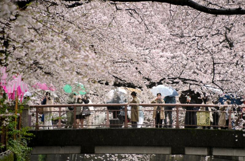 東京都心的櫻花盛開 小雨也難以阻擋人們賞櫻的腳步