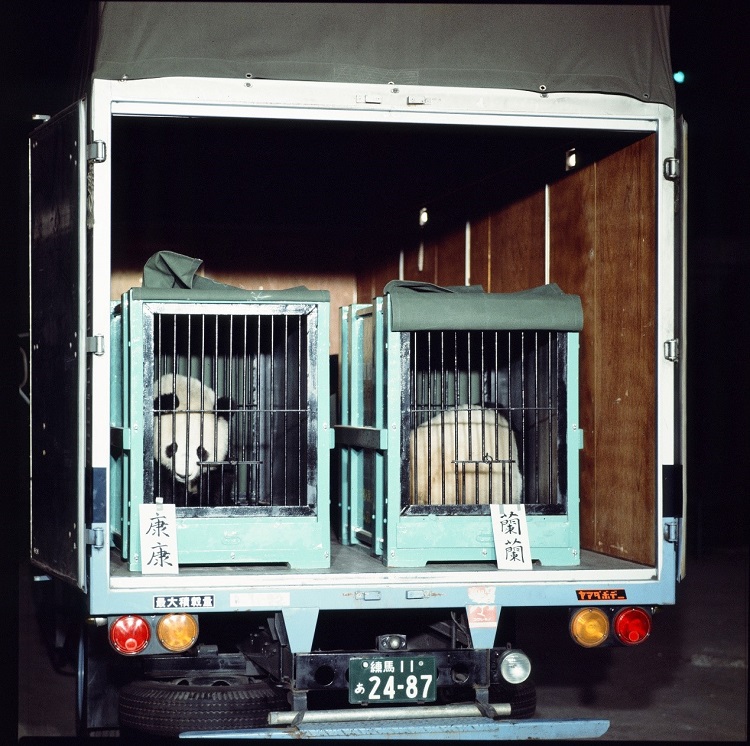 1972年10月28日，上野动物园迎来首批旅日大熊猫“康康”和“兰兰”。（公财）东京动物园协会供图
