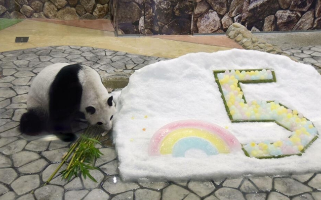 大熊貓“彩濱”迎來5歲生日。（圖片來源：《朝日新聞》網站）