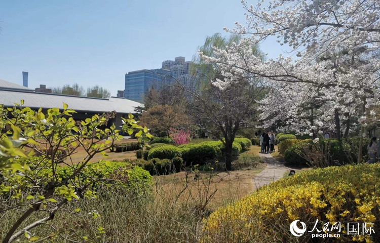 日本駐華大使館官邸庭院滿園春色。人民網記者 許文金攝