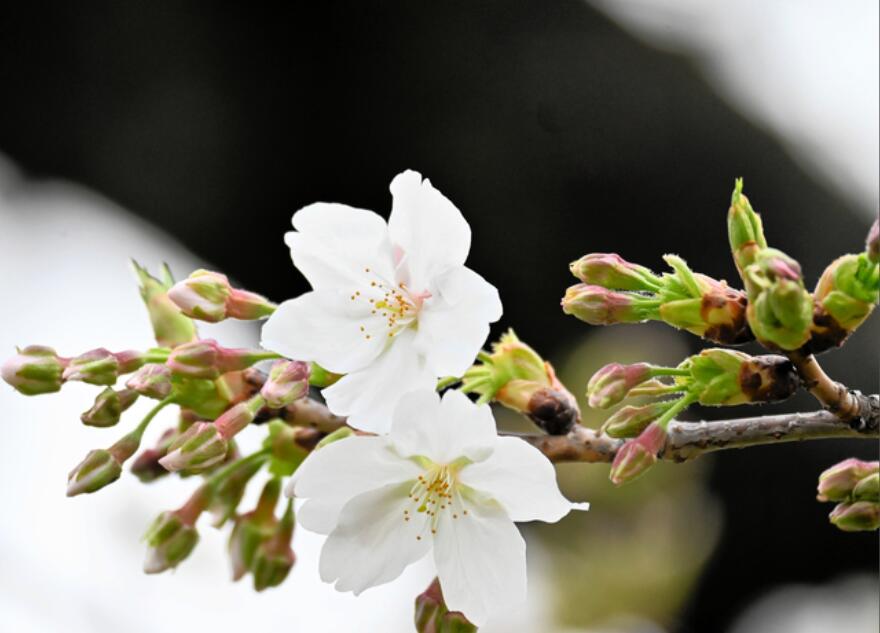 大阪市内的染井吉野樱开花。（图片来源：《朝日新闻》）