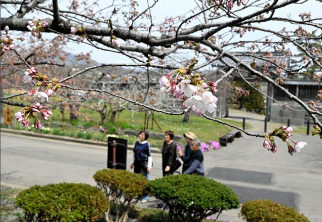 日本北海道松前町的染井吉野樱开花