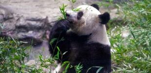 大熊貓香香雲連線暨粉絲分享會在東京舉行