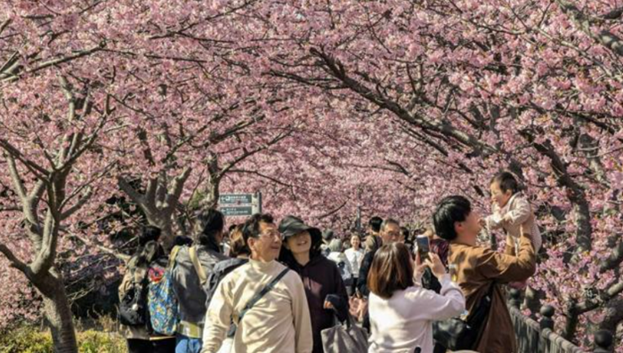 静冈县盛开的河津樱吸引了大量游客。（图片来源：《朝日新闻》）