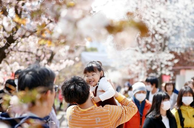 前往“樱花通道”欣赏樱花的游客。（图片说明：《朝日新闻》）