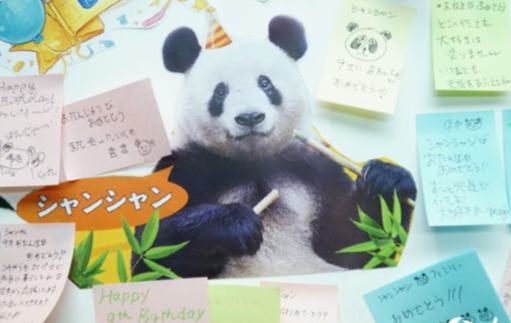 大熊猫“香香”家族生日会在东京举办