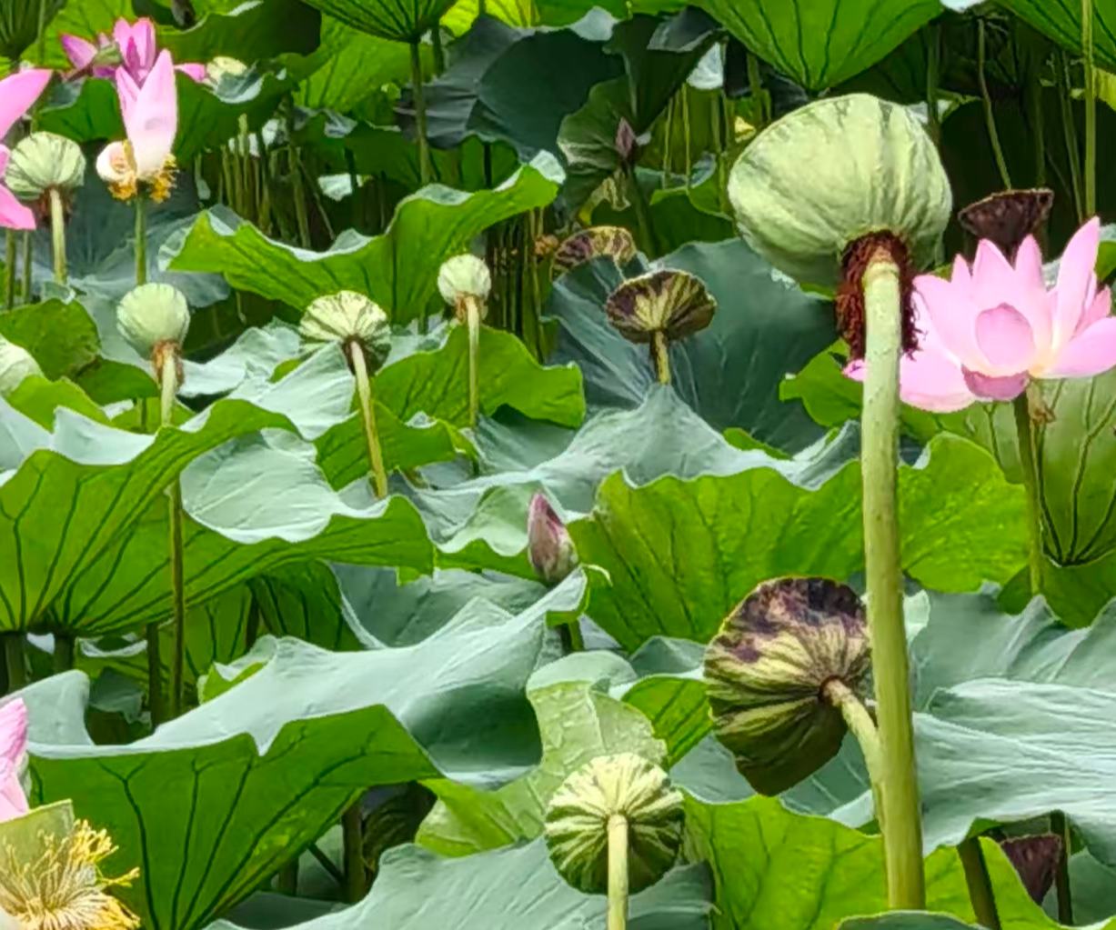 为什么现代日语中不用「荷」表示荷花？        我们知道，中文中有莲花与荷花两种说法，但我们在学习日语时会发现...