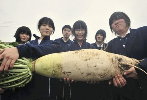 日本高中生杂交世界最大和最长的萝卜