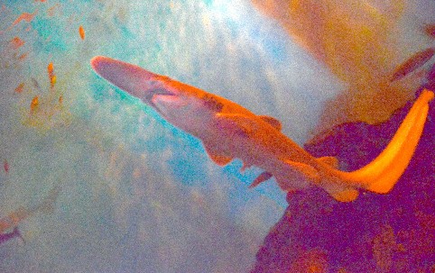 活化石精灵鲨在日本横滨水族馆与游客见面