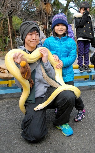 日本福冈市动物园展出幸运黄金大蛇(图)