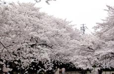 日本多地樱花盛开