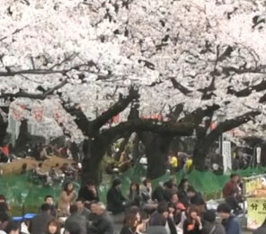 视频：东京迎来赏樱花高潮