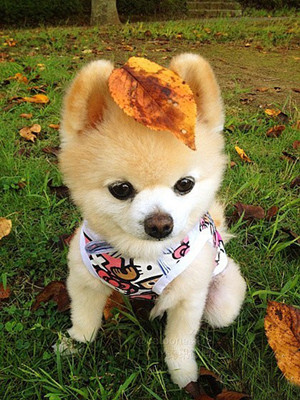 日本人钟爱的名犬排名大公开