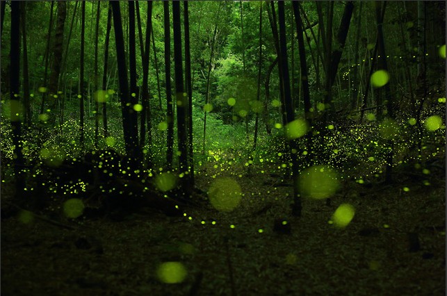 图】日本摄影师森林捕捉到令人迷幻的鬼火