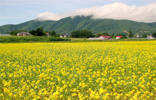 法律规范斑斓的乡村美景 揭秘日本乡村游的概