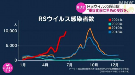 近日，日本各地的呼吸道合胞病毒(RS病毒)感染者激增，較往年同期增長明顯。圖為日本國立傳染病研究所制作的日本RS病毒感染者人數對比圖(2018年至2021年)。圖片來源：日本放送協會(NHK)視頻截圖
