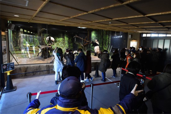 1月12日，中簽游客入園參觀雙胞胎大熊貓寶寶“曉曉”和“蕾蕾”。上野動物園供圖